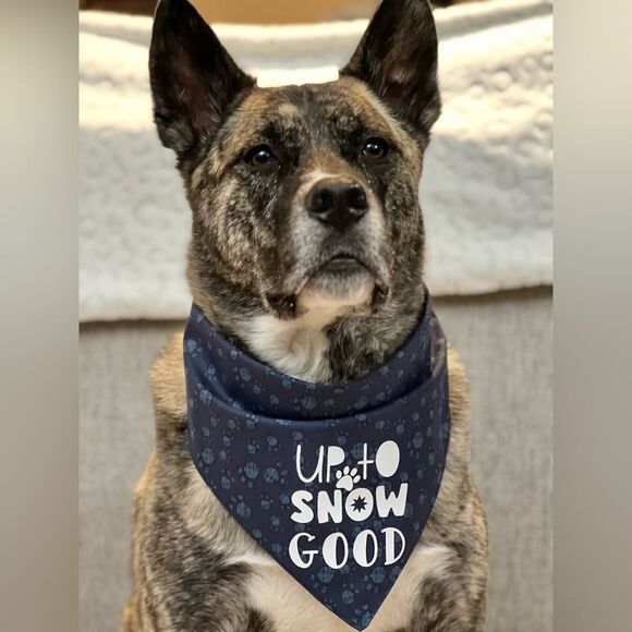 Up to snow good graphic blue paw print bandana size large/XL - Picture 1 of 3